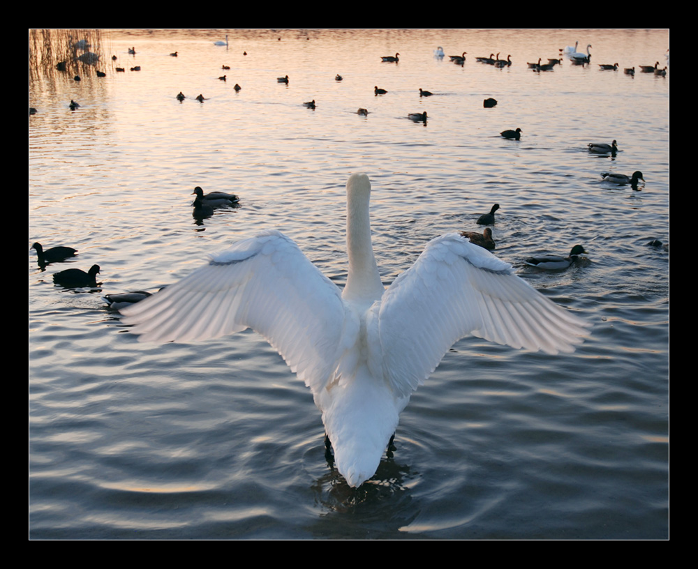 Schwan "Engelsflügel"