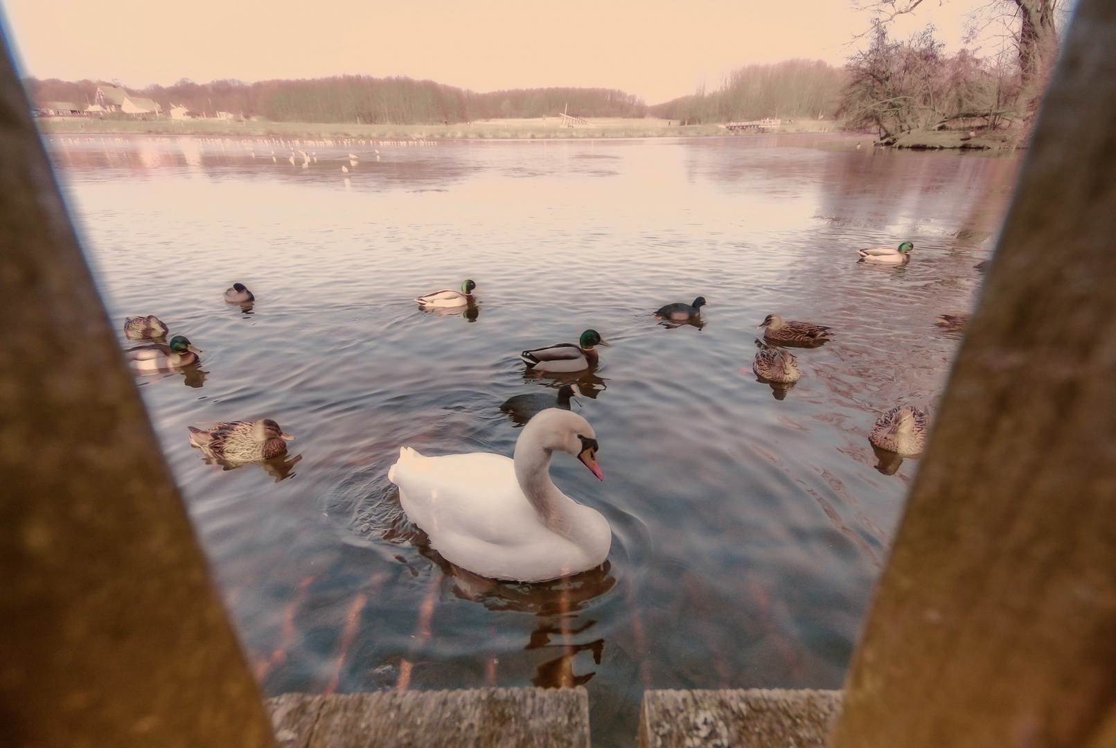 Schwan & Enten, Obersee, Bielefeld-Schildesche