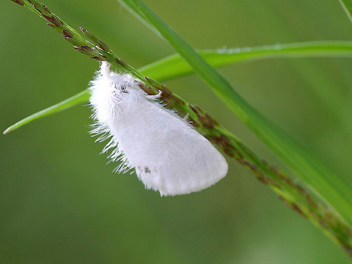 Schwan - Euproctis similis