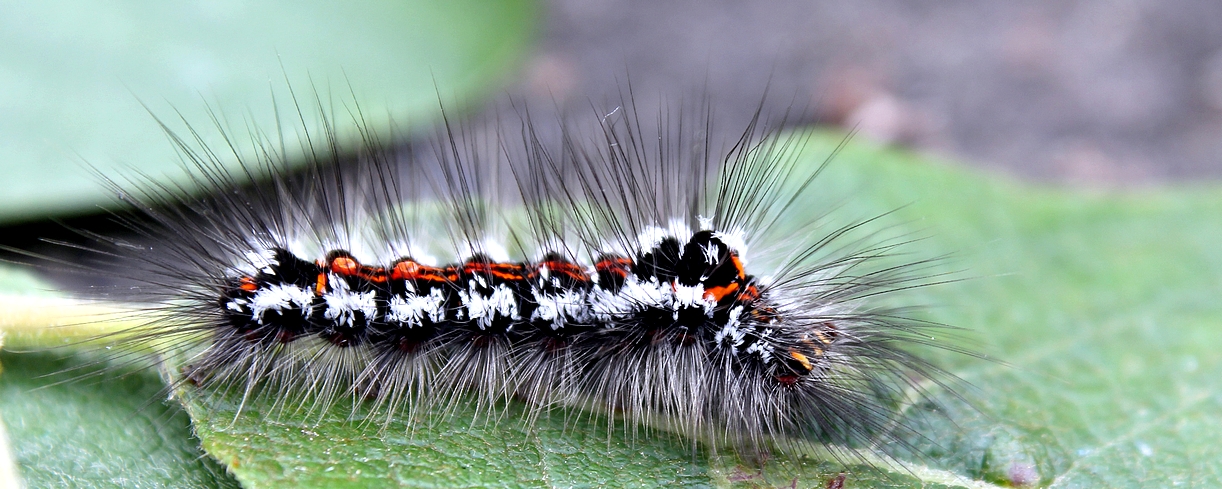 Schwan (Euproctis similis)