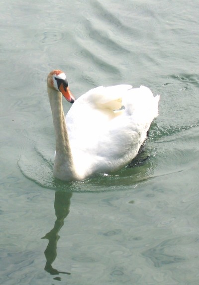 schwan