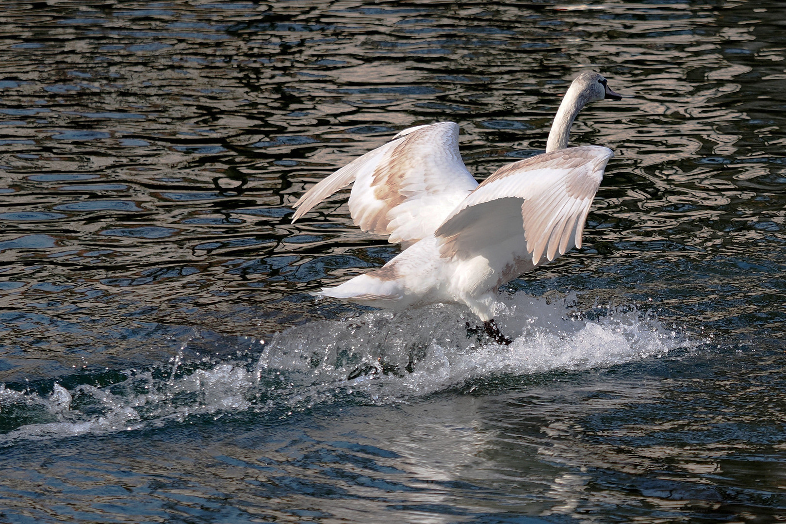 Schwan fährt Wasserski - Swan water skis