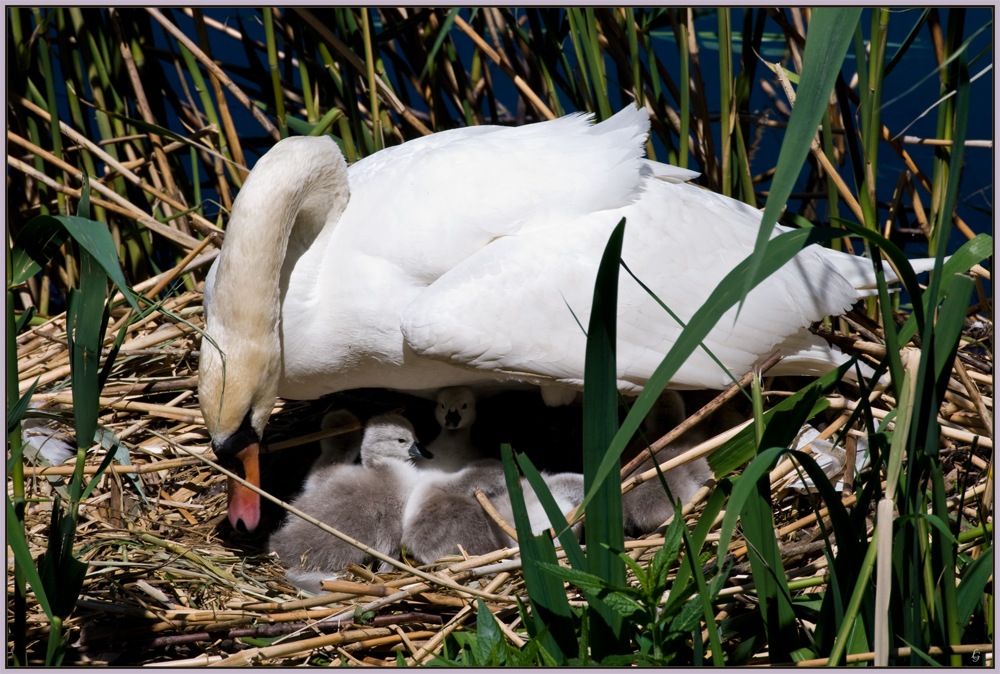 Schwan Familie