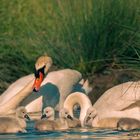 Schwan-Familie 1 im Mai 2024