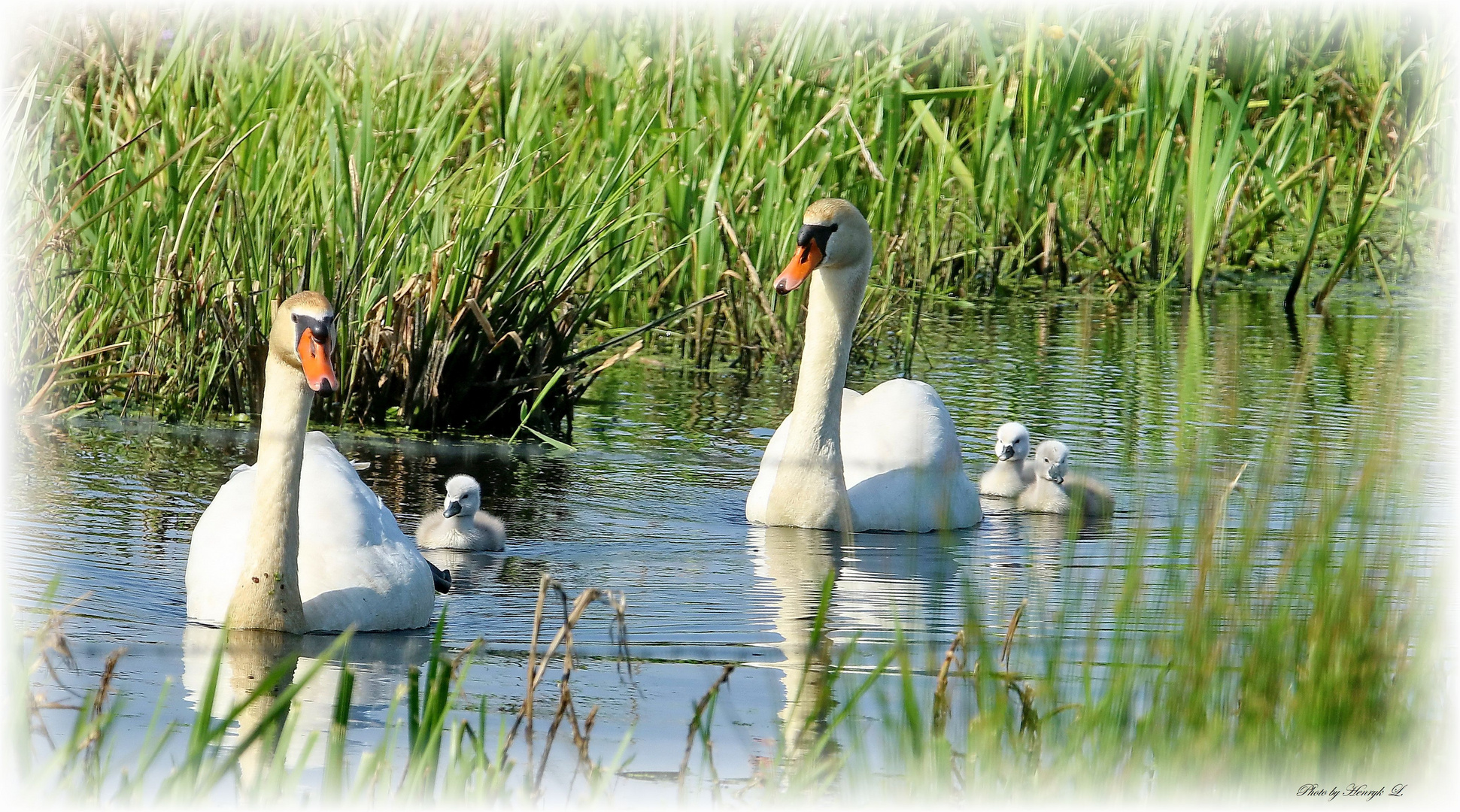 Schwan Familie