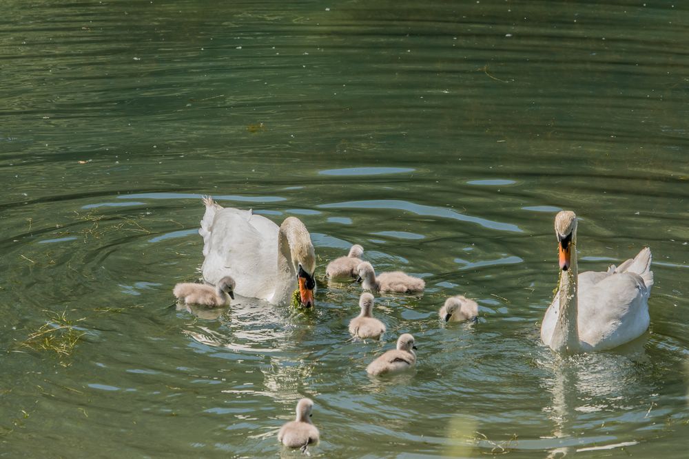 Schwan - Familie