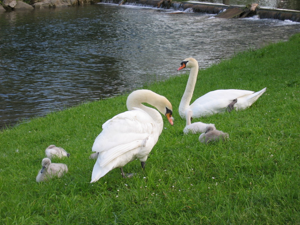 Schwan Familie