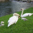 Schwan Familie