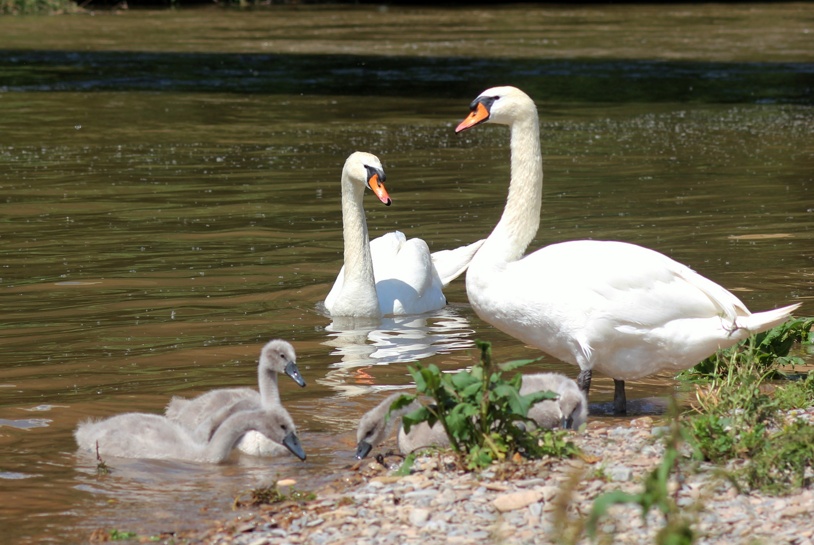 Schwan-Familie