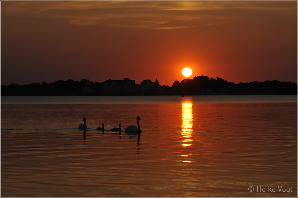 Schwan-Familie