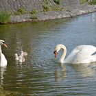 Schwan Familie