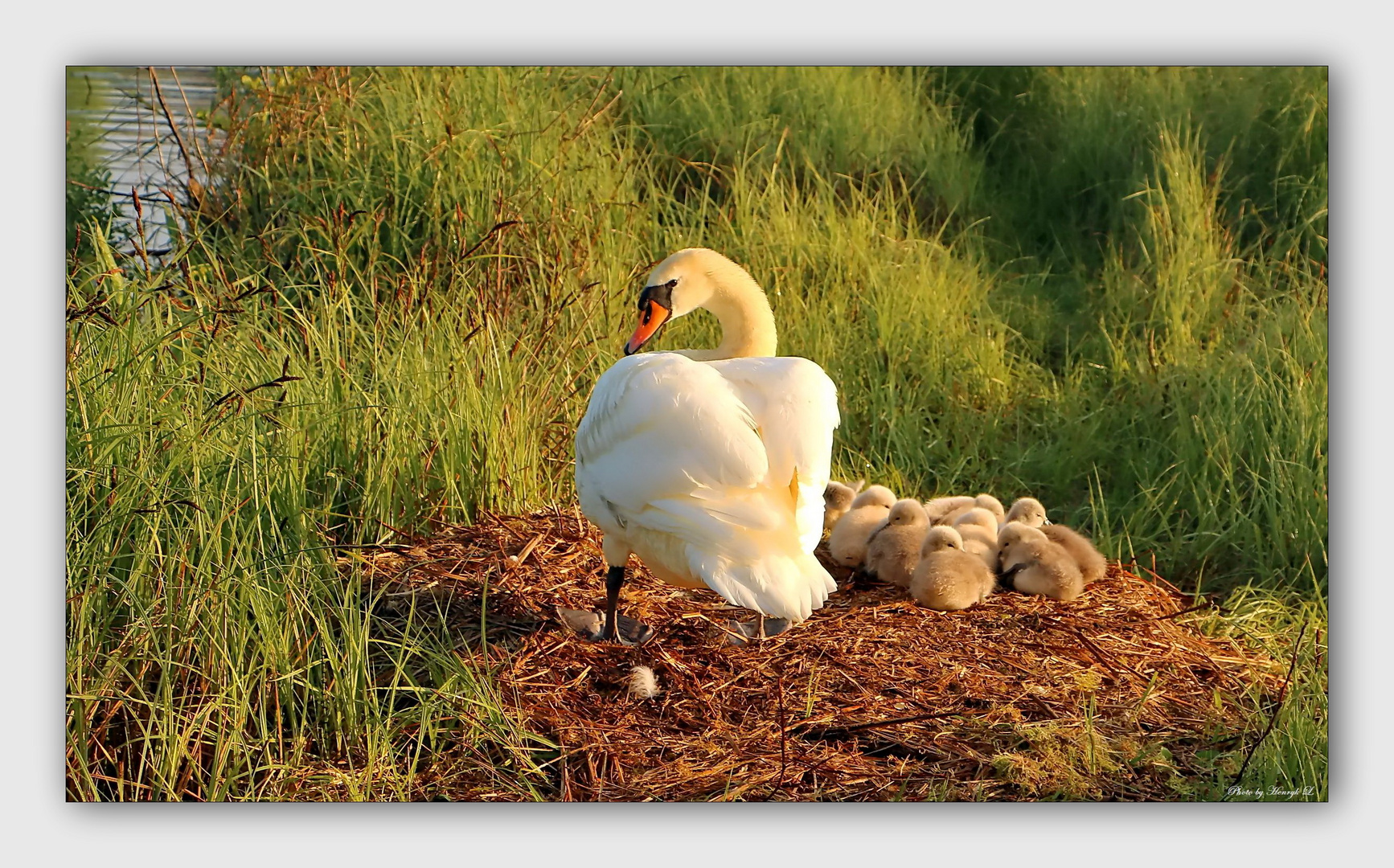 Schwan Familie in morgen Licht!