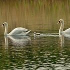 Schwan-Familie nach chinesischem Einkind-Muster (NSG Tibaum)