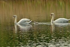 Schwan-Familie nach chinesischem Einkind-Muster (NSG Tibaum)