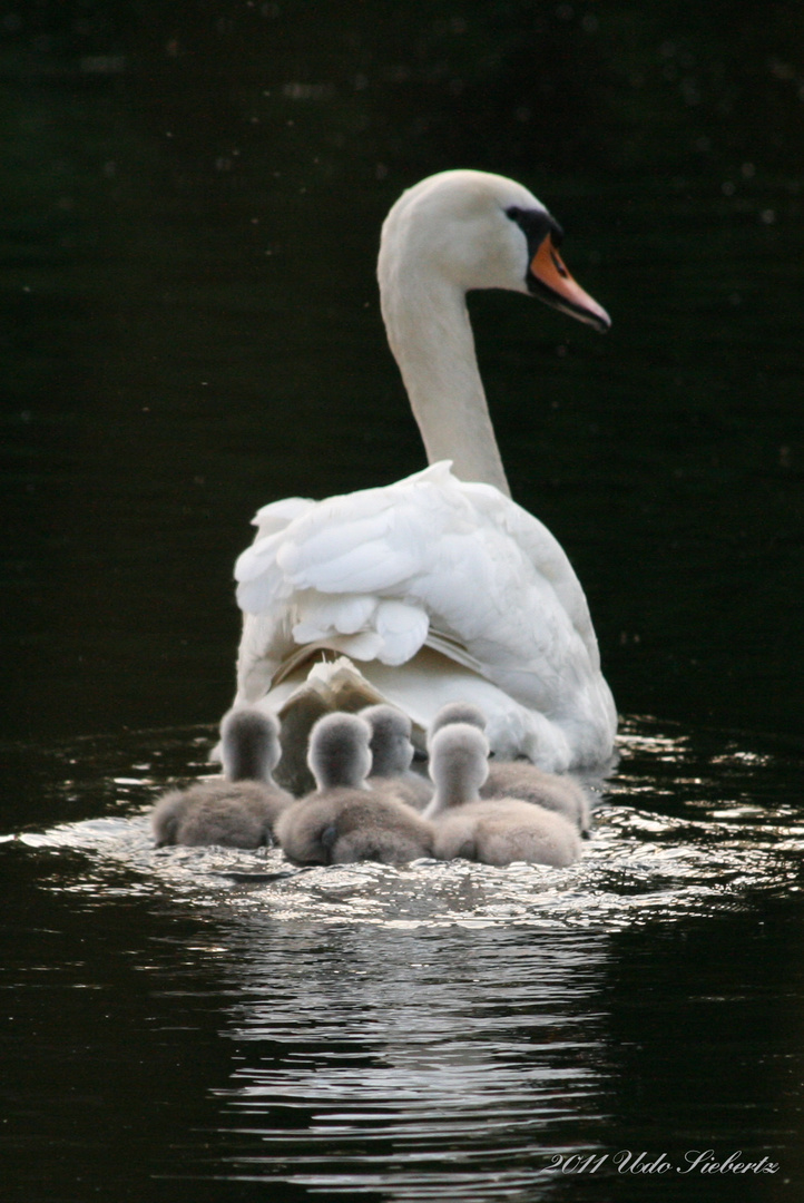 Schwan Familien Ausflug