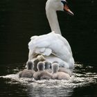 Schwan Familien Ausflug