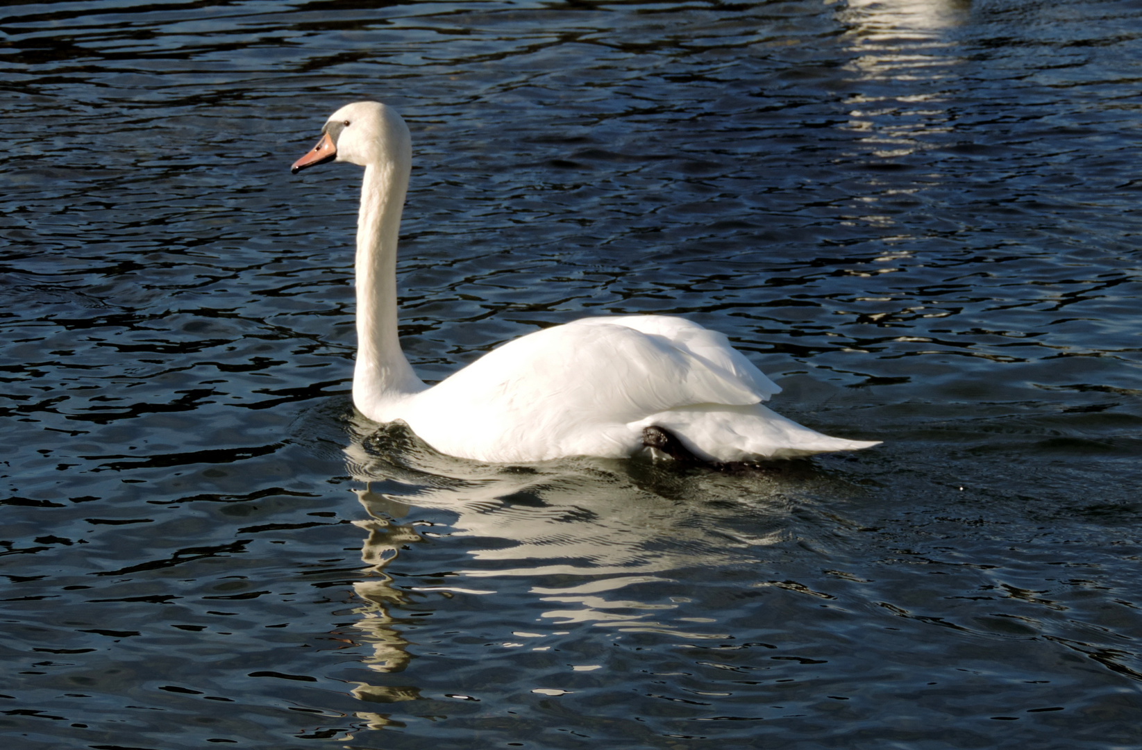 Schwan