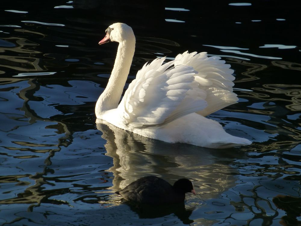 Schwan