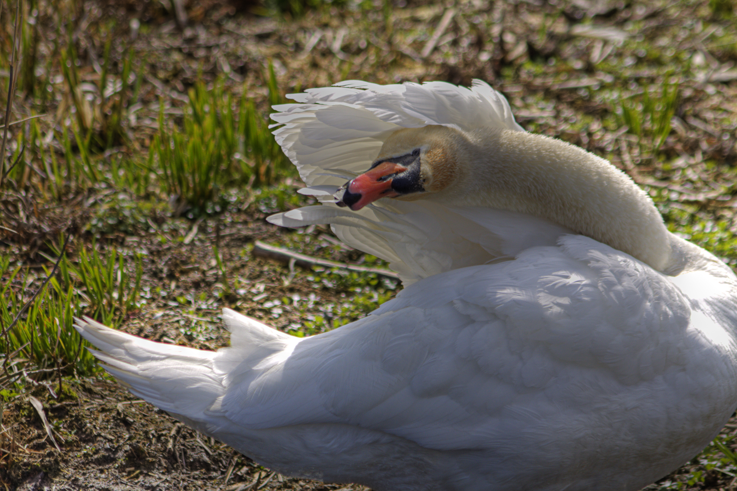 Schwan Federsee #1