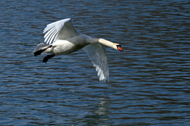 Schwan Flug über Wasser