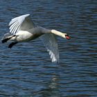 Schwan Flug über Wasser