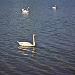 Schwan-Formation