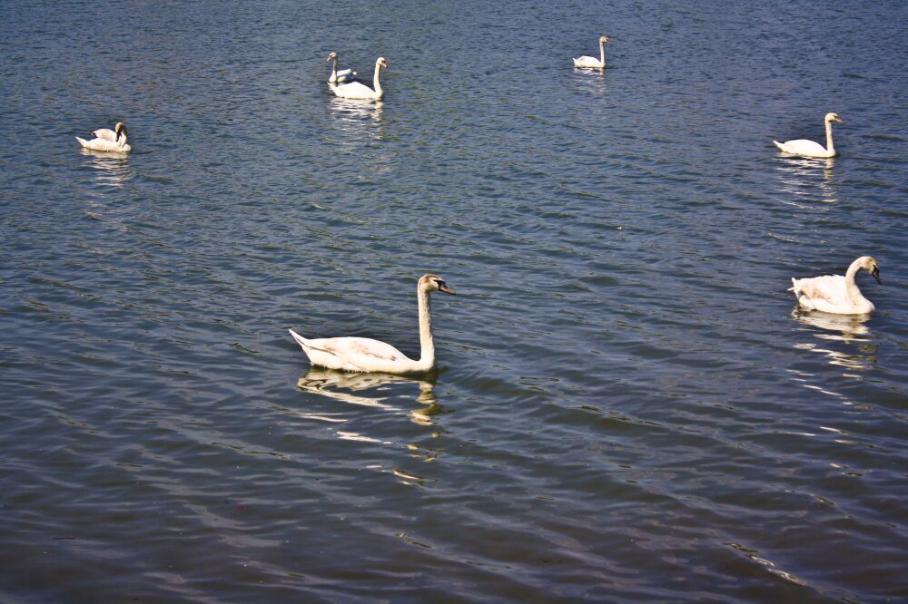 Schwan-Formation