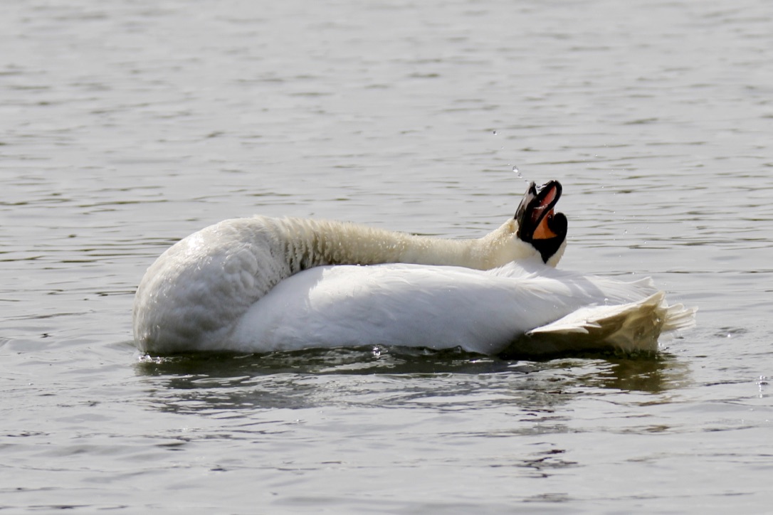 SCHWAN freut sich des Lebens