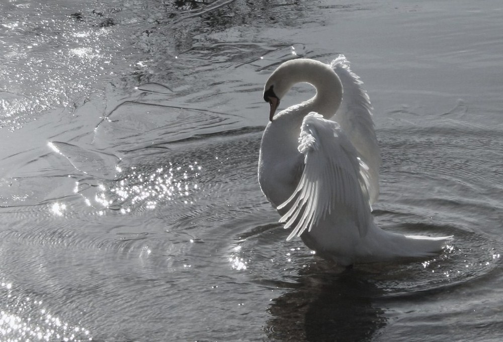 Schwan, Fühlinger See