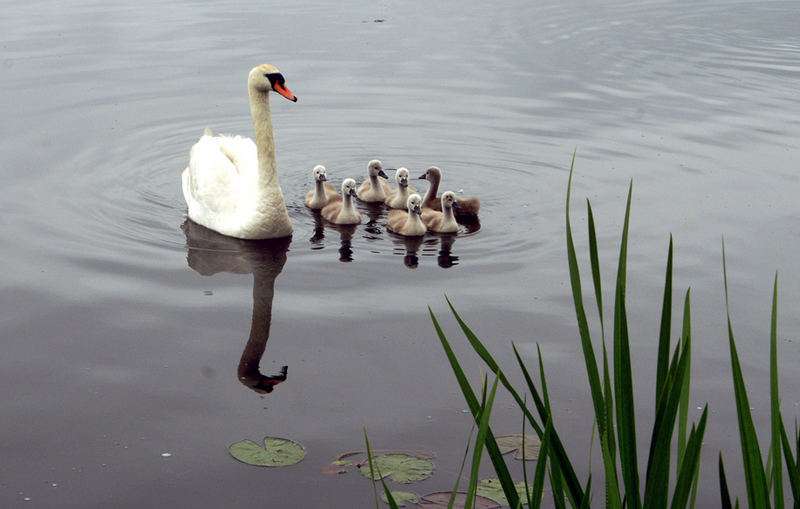 Schwan ganz in Familie