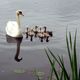 Schwan ganz in Familie