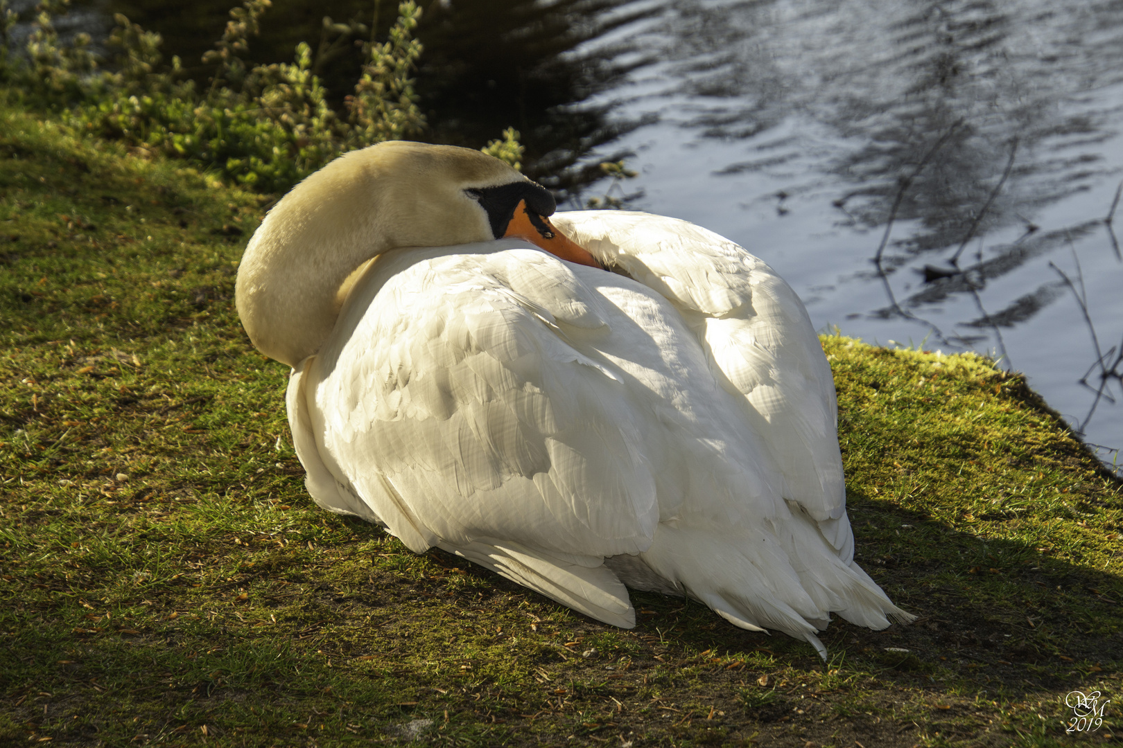 Schwan ganz relaxed