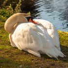 Schwan ganz relaxed