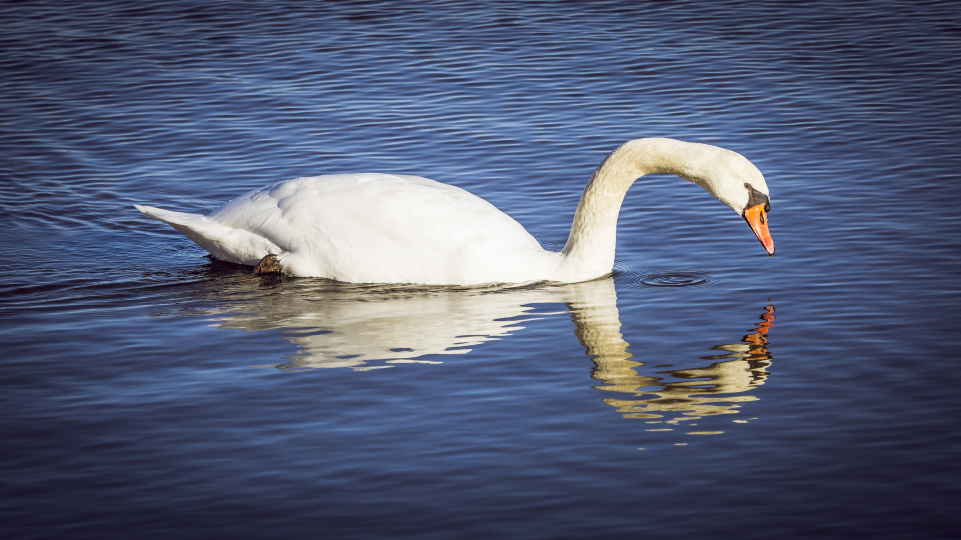 Schwan gefällt sich