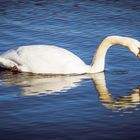 Schwan gefällt sich