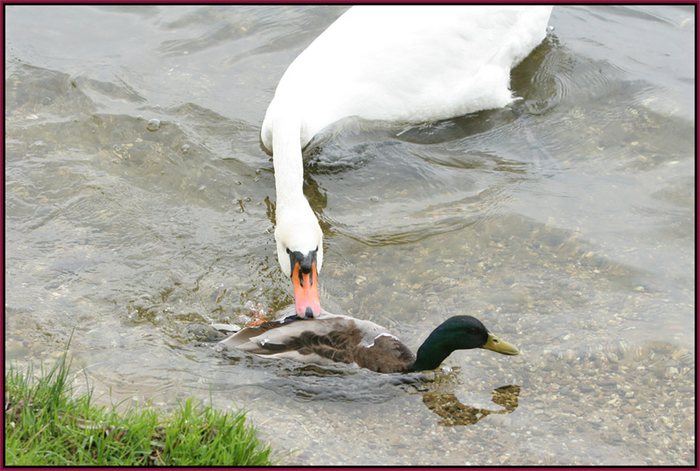 Schwan gegen Ente