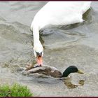 Schwan gegen Ente