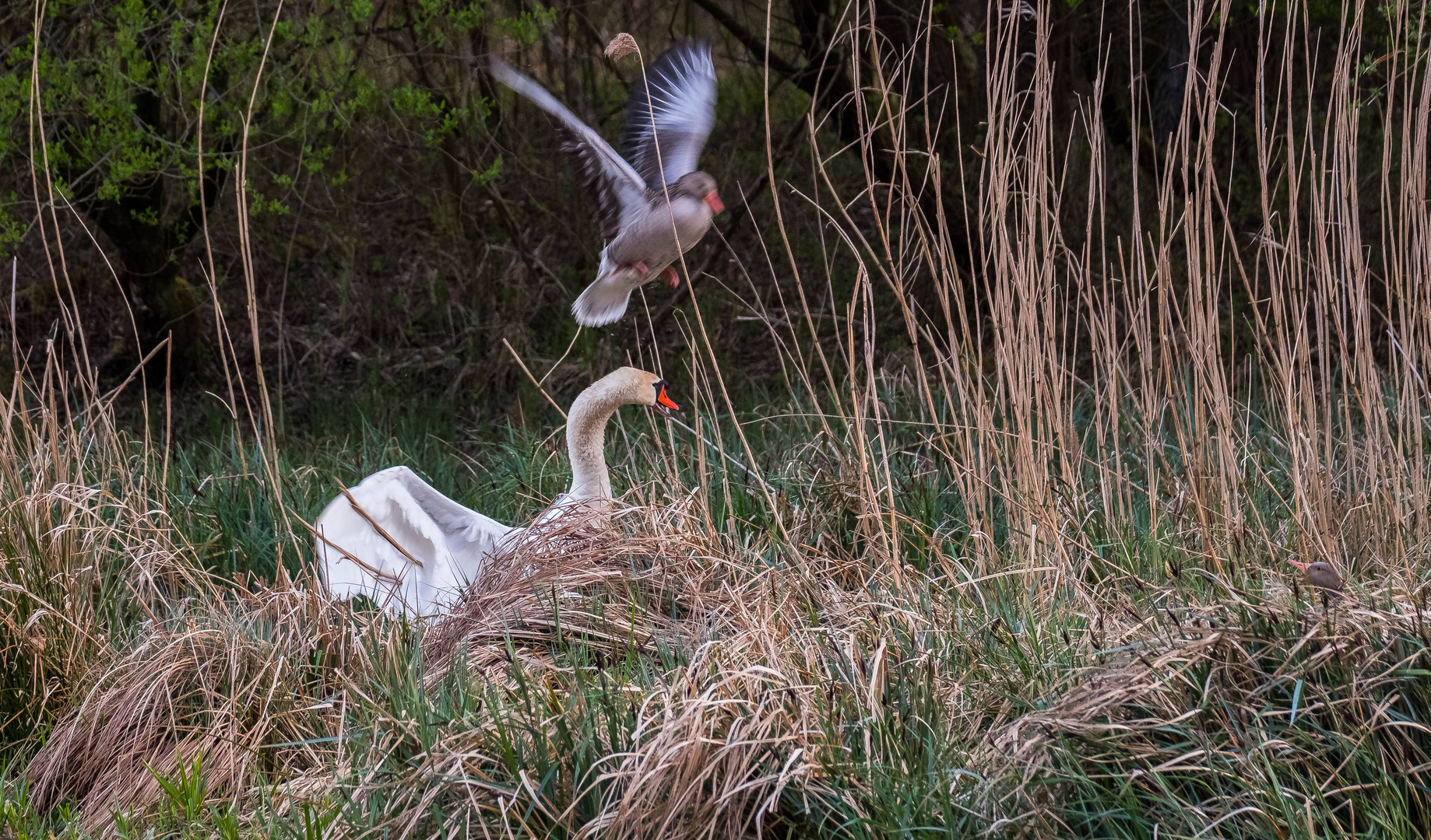 Schwan gegen Gänse