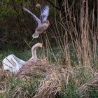 Schwan gegen Gänse