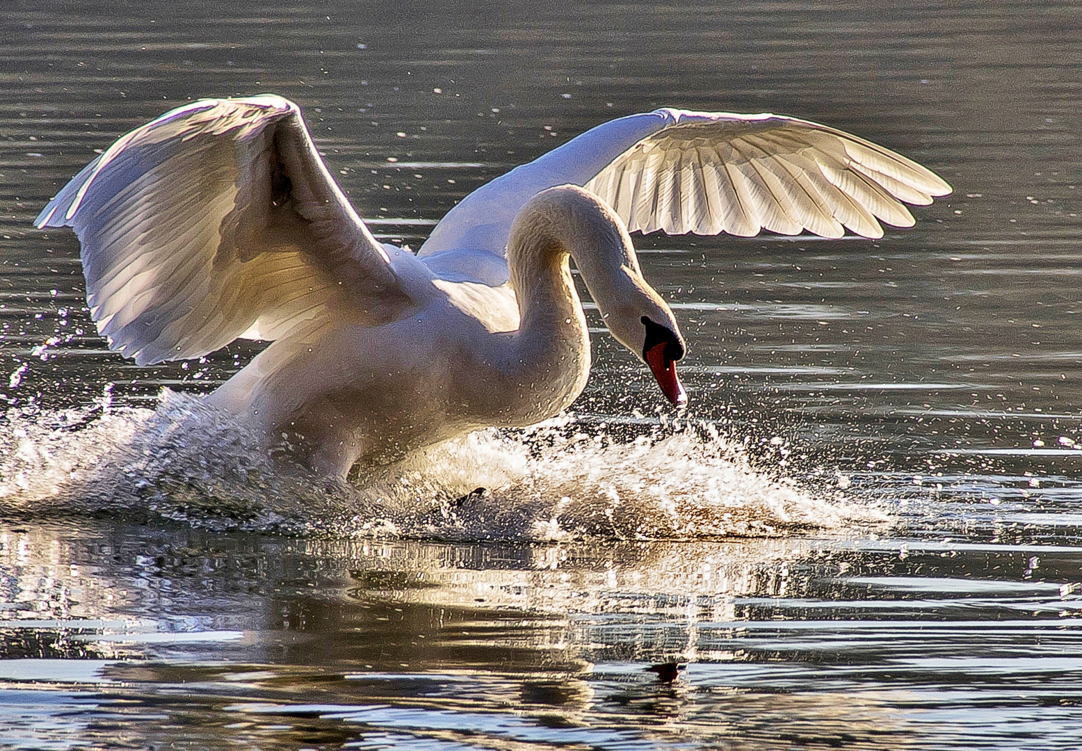 Schwan gelandet...