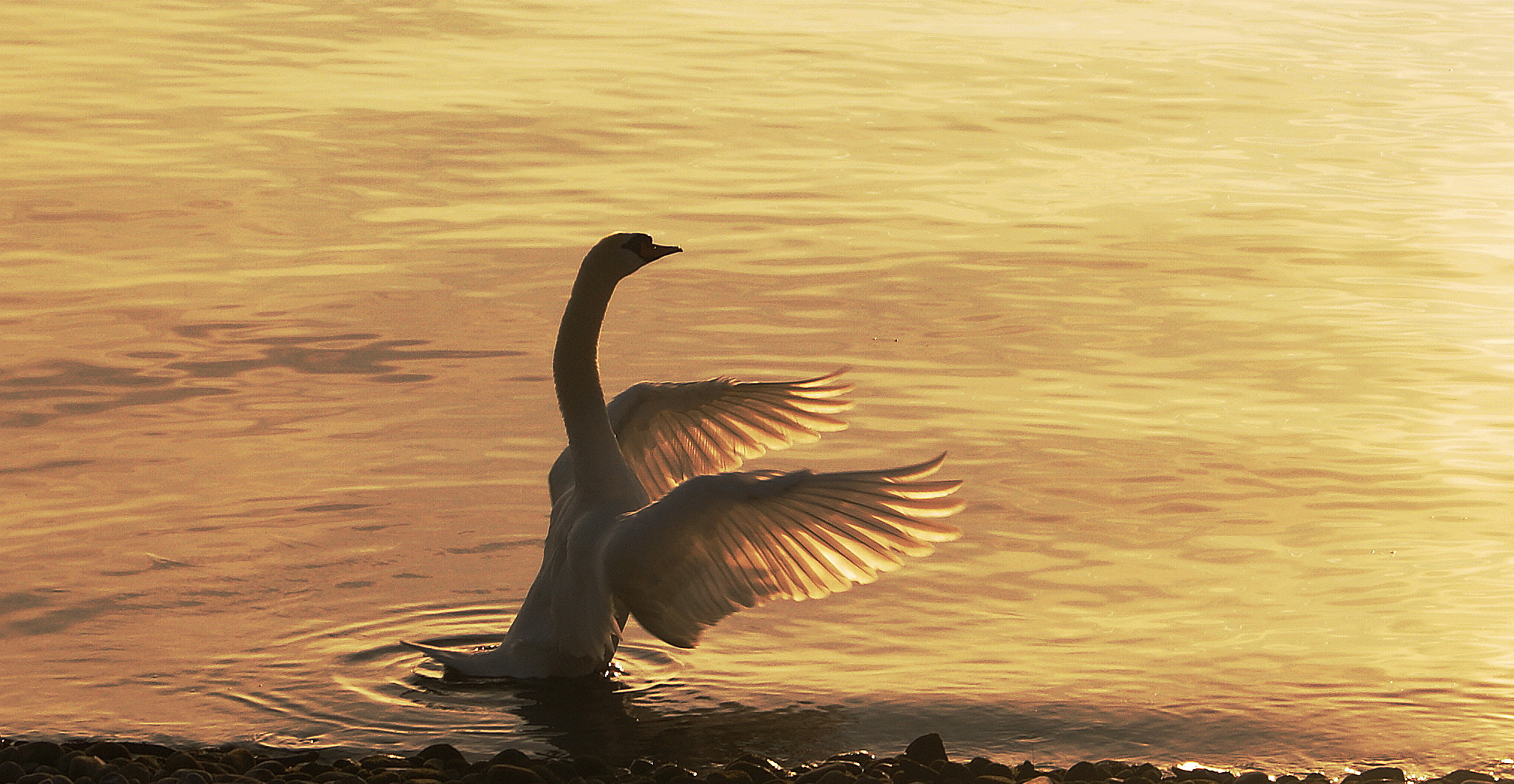 Schwan genießt den Sonnenuntergang