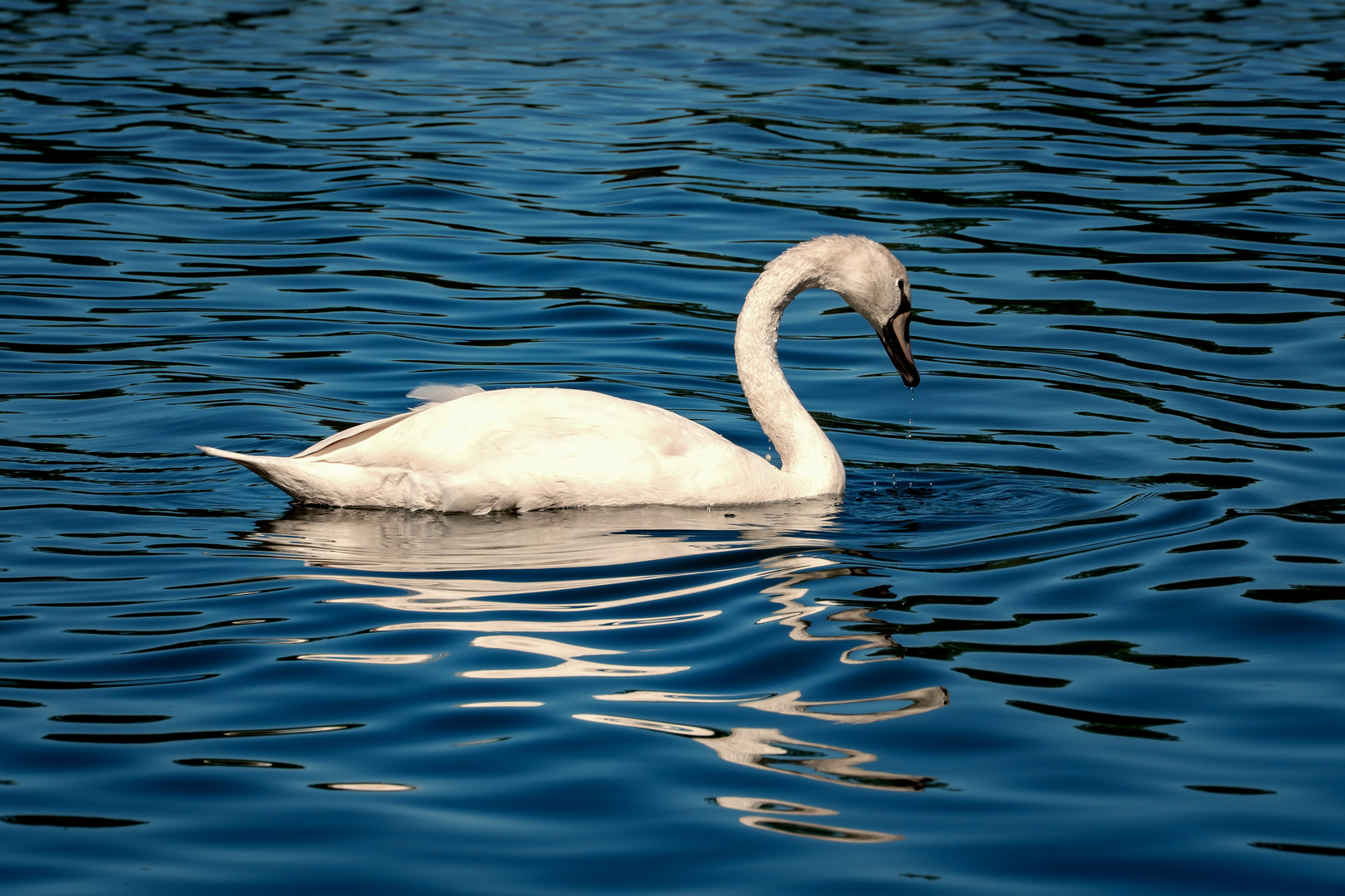 Schwan ...gerade aufgetaucht