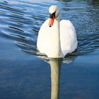 Schwan gleitet über den See