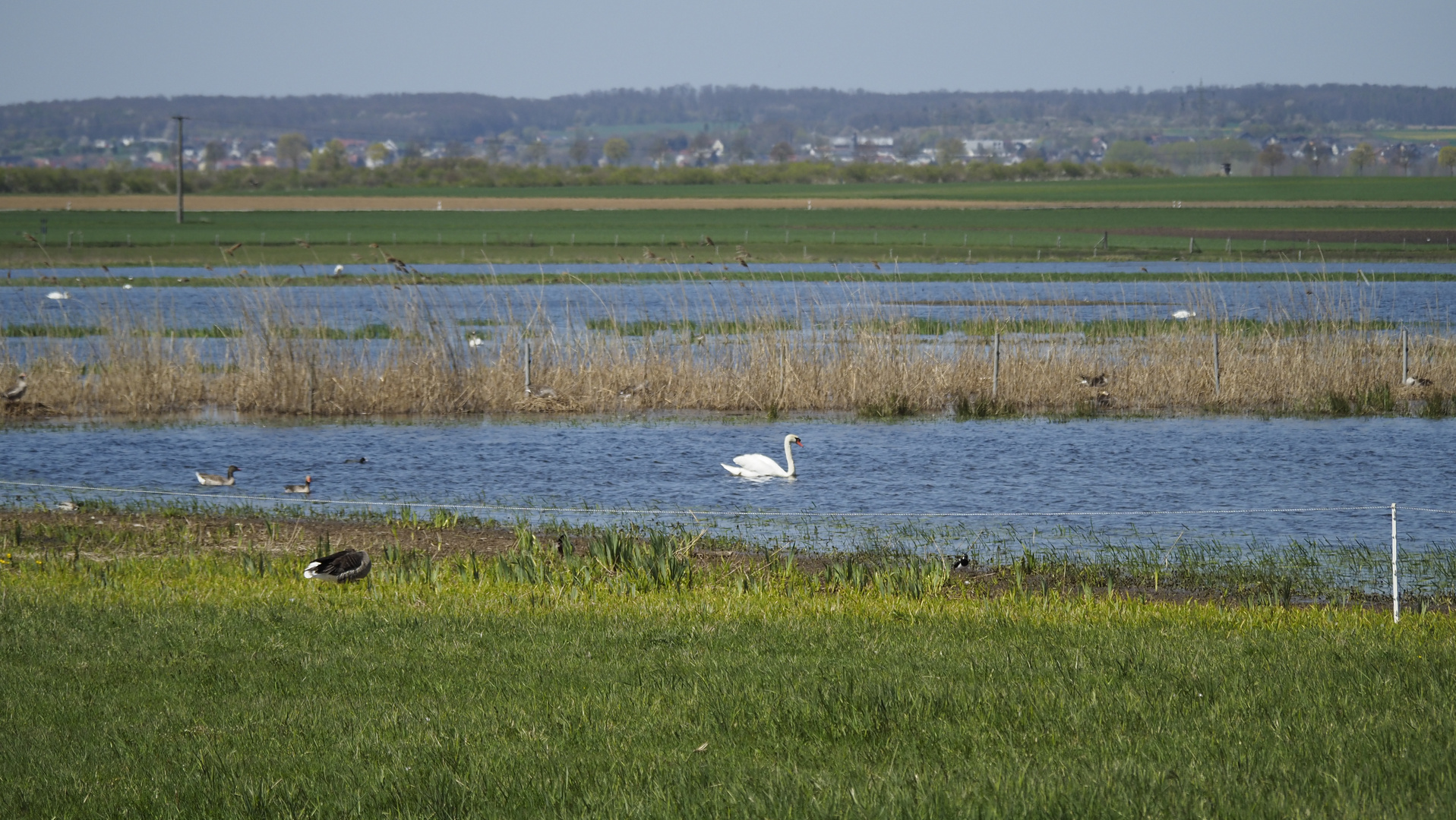 Schwan, Graugänse und Bläßhuhn