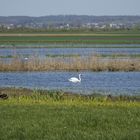 Schwan, Graugänse und Bläßhuhn