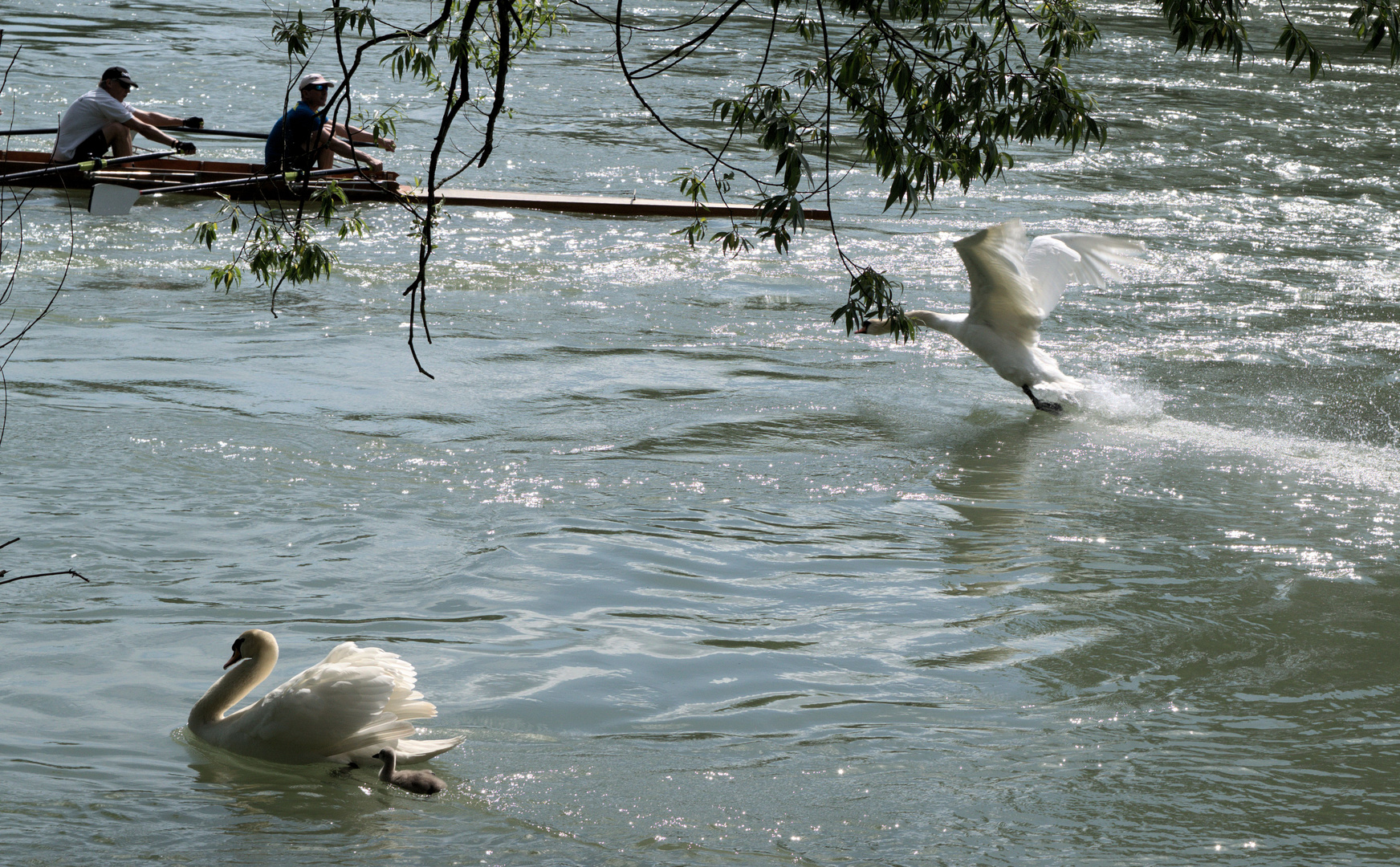 Schwan greift Ruderer an...