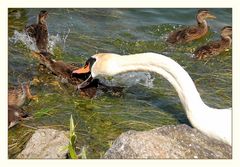 Schwan greift sich Küken !