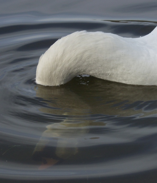 Schwan gründelt...