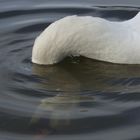 Schwan gründelt...