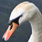 Schwan haben